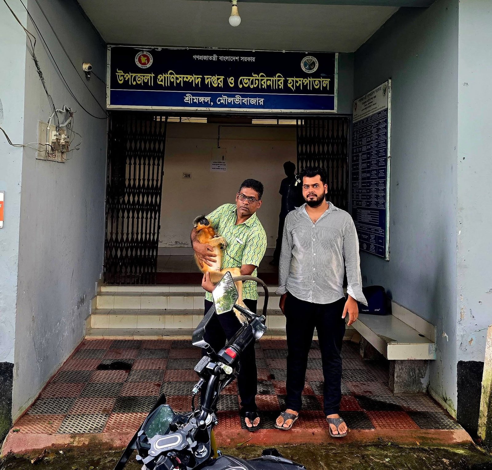 বৈদ্যুতিক তারে শক খেয়ে শ্রীমঙ্গলে সোনালী হনুমানের মৃত্যু